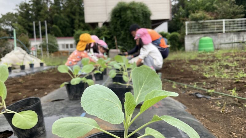 冬野菜の苗植え