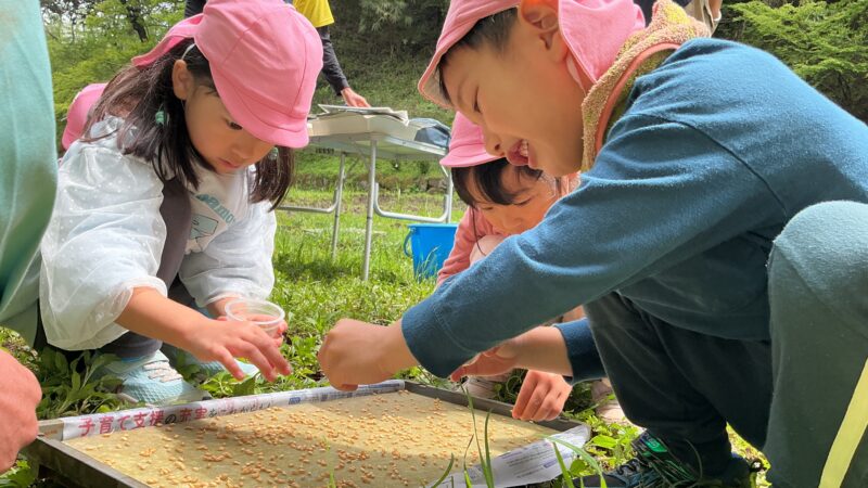 道組の稲作活動がスタートしました！　第1回稲作(もみまき)