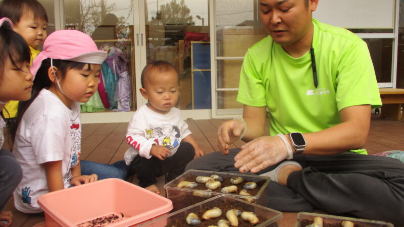 カブトムシの幼虫のお世話