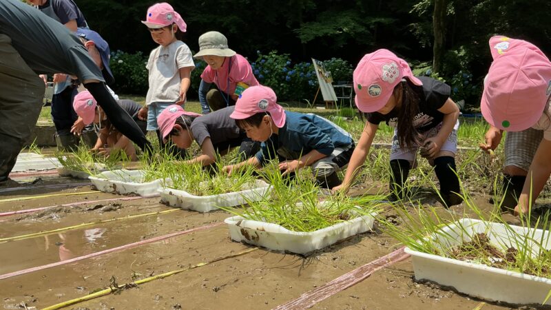 第三回稲作(代かき・田植え)